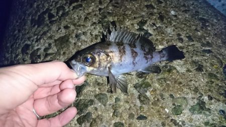 メバル完全復活!!!