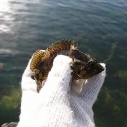 ロックフィッシュ！