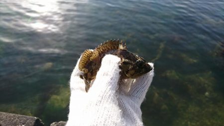 ロックフィッシュ！