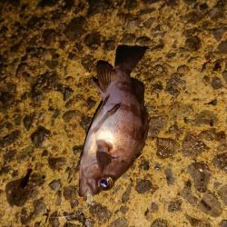 激シブの中、４目