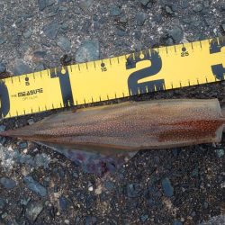 短時間ヤリイカエギング