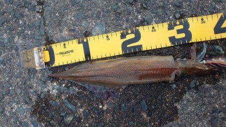 短時間ヤリイカエギング