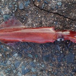 終了をかけたヤリイカ釣行