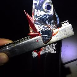 和歌山北部を３か所回って、タチウオゲット！