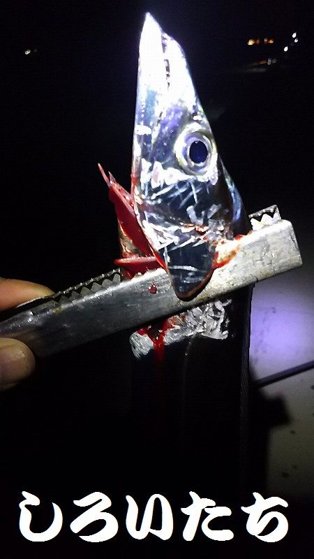 和歌山北部を３か所回って、タチウオゲット！