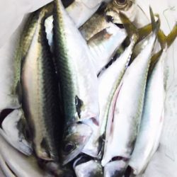 サババババババ、アジ。