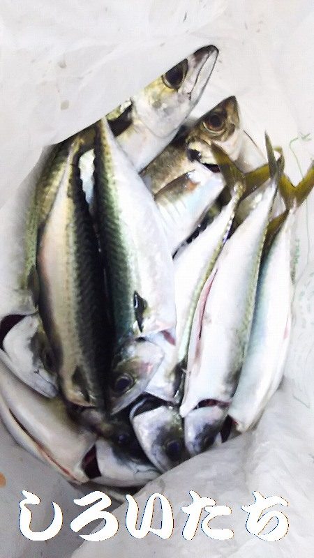 サババババババ、アジ。