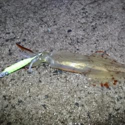 初ポイントにてテーラー好調