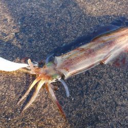 ヤリイカリベンジ