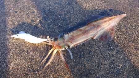 ヤリイカリベンジ