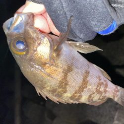 爆風メバリング