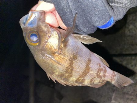 爆風メバリング