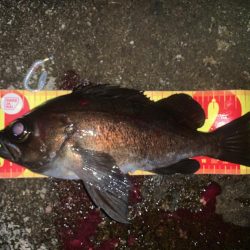 フロートでメバル