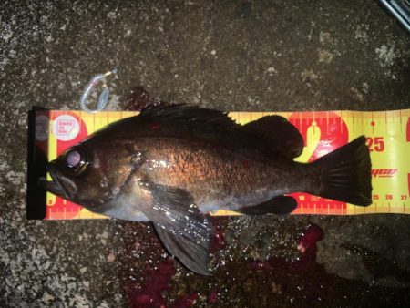 フロートでメバル