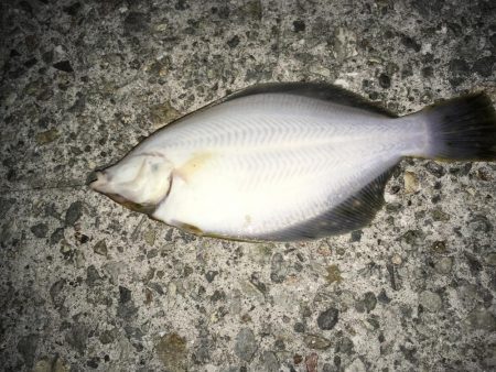 厳寒期は餌を楽しむ