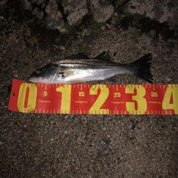 今日も尺超えシーバス釣れました