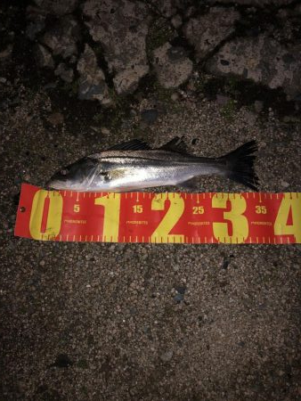 今日も尺超えシーバス釣れました