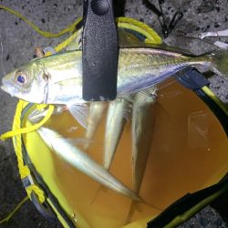 仕事帰りにアジング