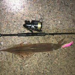 ヤリイカエギング