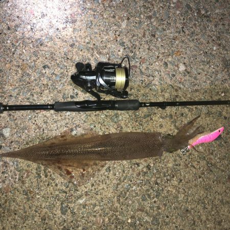 ヤリイカエギング