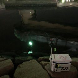 エビを撒いてみたけれど