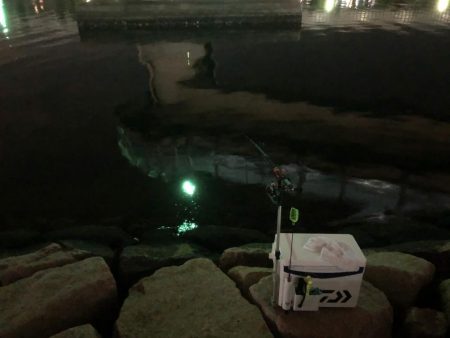 エビを撒いてみたけれど