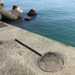 河口シーバス？