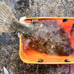 カレイ自己記録 W更新