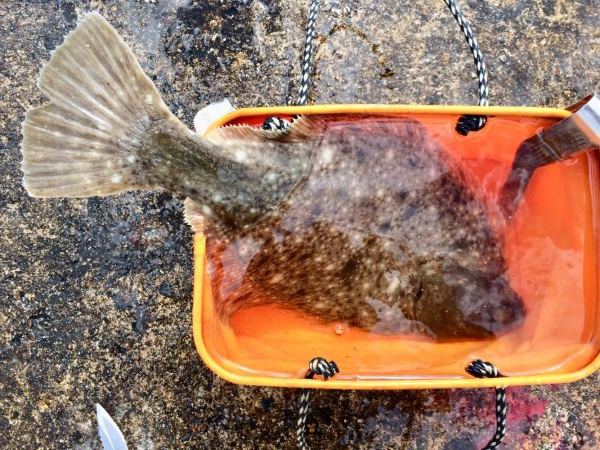 カレイ自己記録 W更新