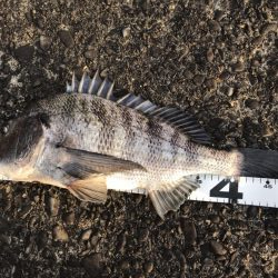 イチノ兄弟、釣果！