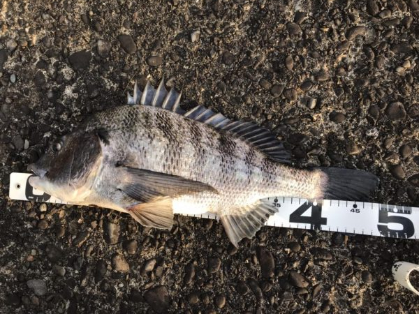 イチノ兄弟、釣果！