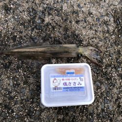 ヤリイカ釣行