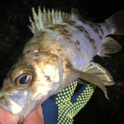 ひたすら寒いが魚は居た!