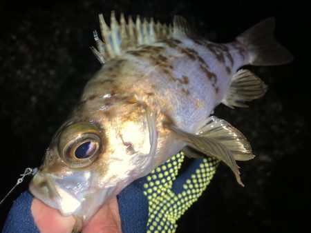 ひたすら寒いが魚は居た!