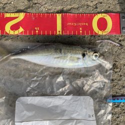 中アジ釣れてますよ(初投稿)