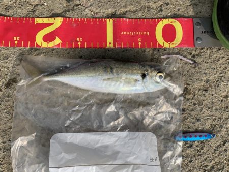 中アジ釣れてますよ(初投稿)