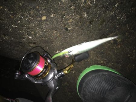 デカアジとブルーバックは何処に？