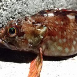 癒しと安定のガシラ