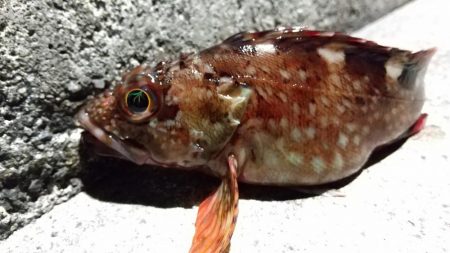 癒しと安定のガシラ