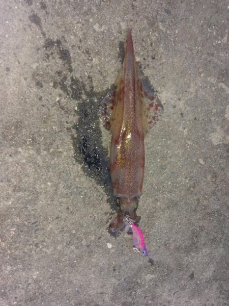 エギングでヤリイカ