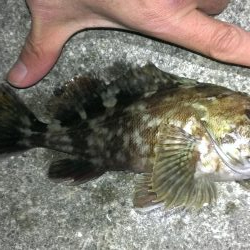 安定のガシラ釣り