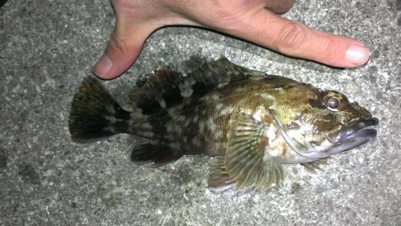 安定のガシラ釣り