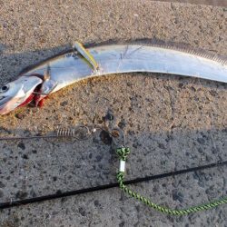 青岸で太刀魚!!