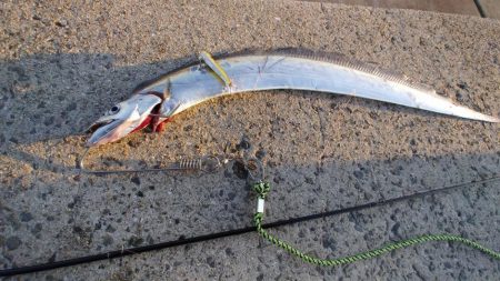 青岸で太刀魚!!