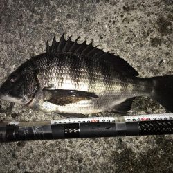 乗っ込み始まっています?