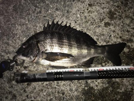 乗っ込み始まっています?