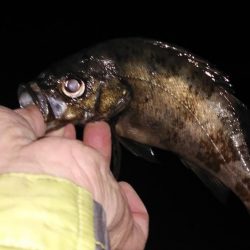 風が止んだら海洋調査