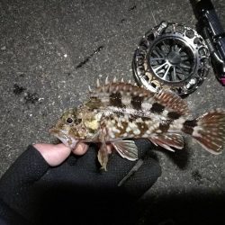 南港へち釣行 （2020/02/01 南港ヘチ釣り　ガシラ 釣果有り）