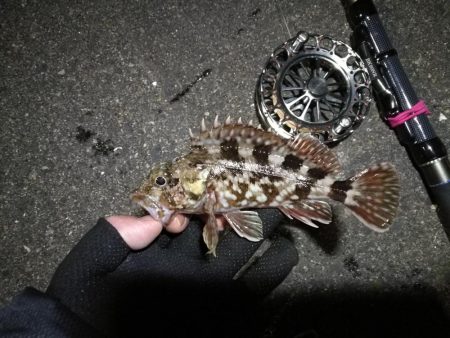 南港へち釣行 （2020/02/01 南港ヘチ釣り　ガシラ 釣果有り）