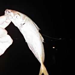 アジのリクエスト